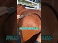 Why Clip Your Horse's Coat? #shorts