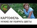 нужно ли у бирать цветы у картофеля