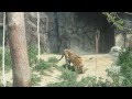 서울대공원 동물원 동물영상 모음 ( Seoul Zoo Animals Video Compilation )
