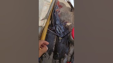 Khả năng cao mồi chuyên vồ đém dính cả cá lăng nha#shorts #fishing #fish #cauca