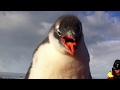 Baby Penguin Jumps on Man's Belly