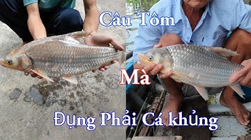 Câu Tôm Đụng Phải Hàng Khủng Cá Cóc 2kg và cái kết