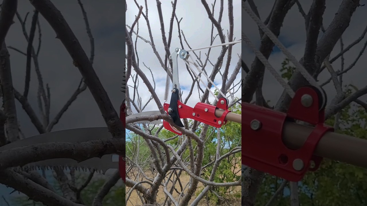 Testing branch pruner