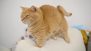 ソファの背もたれに座ると何をしてても様になる短足猫-Short-legged cat on the back of the sofa.-