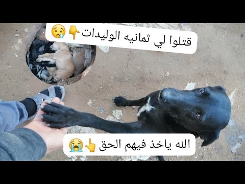 الله ياخذ فيهم الحق اللي كان حلو الباب قتلوا لها ثمانيه الوليدات باقي بنادم فيه الحقد 2026 