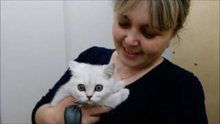 Котёнок первым входит в новый дом! Знакомство с квартирой \ Kitten enters new home