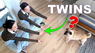 Can Our Pets Tell Twins Apart? by merrelltwins 618,416 views 2 months ago 16 minutes