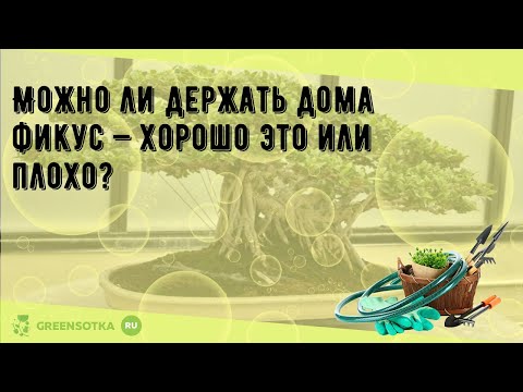 Можно ли держать дома фикус — хорошо это или плохо?