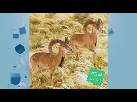 نمای سبز یورونیوز از نگاه شما آرامش قوچ های اوریال جنگل گلستان در سایه تلاش شبانه روزی محیطبانان