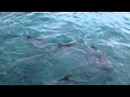 Sharks in Grand Bahama - Pier One