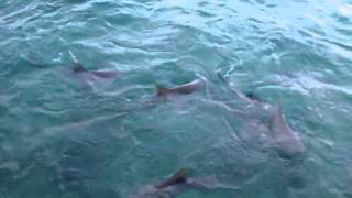 Sharks in Grand Bahama - Pier One