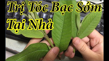 Trị tóc bạc sớm bằng lá ổi, chỉ sau 1 tuần tóc đen hơn cả đi nhuộm