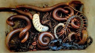 centipede, scorpion, millipede, Worms zone