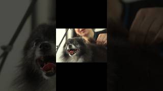 How to trim a Pomeranian’s tail! #doggroomingtips