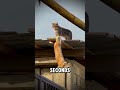 The Grey Cat Hero: A Rescue Mission in Action