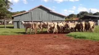 Progênies Do Ghadaky Fazenda Serenata 02