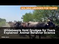 Wildebeests Hold Grudges for Years Explained: Animal Behavior Science