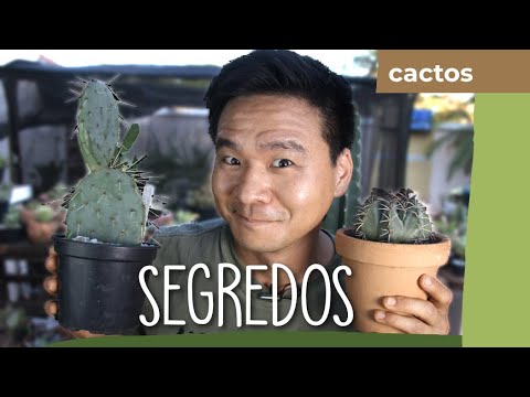 Vídeo: Rega de plantas de cacto - Como regar um cacto dentro e ao ar livre