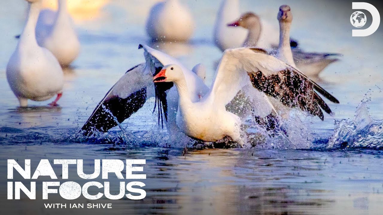 Documentary backdrop image for Nature in Focus (2022)