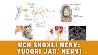 UCH SHOXLI NERV (3-QISM) | UCH SHOXLI NERV: YUQORI JAG` NERVI | NERVUS MAXILLARIS NERVI TRIGEMINI