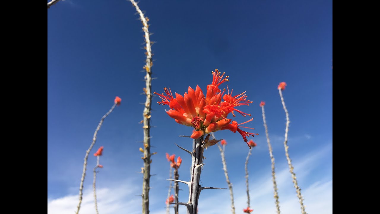 A walk in the desert yields life lessons