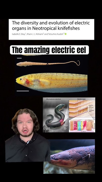 The amazing electric eel - YouTube