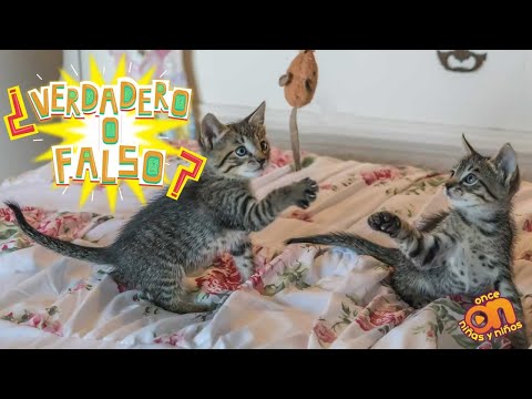 Video: Gatos: Verdadero Y Falso