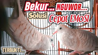 PERKUTUT GACOR BEKUR, NGOAR, MANGGUNG solusi menaikan perkutut yang kurang emosi dan birahi.