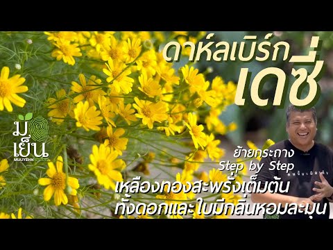 วีดีโอ: การดูแลดอกเดซี่ภาษาอังกฤษ - เคล็ดลับในการปลูกดอกเดซี่ภาษาอังกฤษ