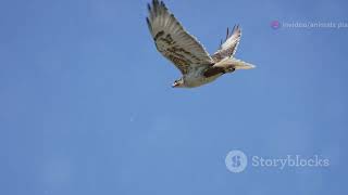 What's the Difference Between Hawks and Falcons? lanner falcon