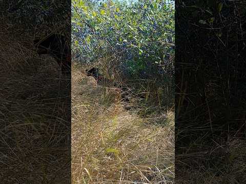 ⚡Рубик⚡Гроза⚡тёрн ягдтерьер german jagdterrier nature