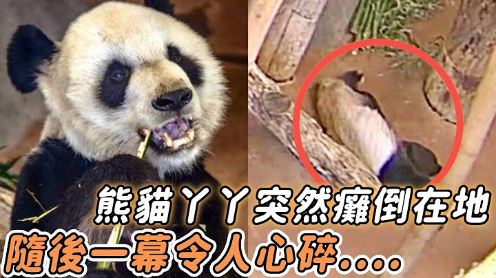 孟菲斯動物園的熊貓丫丫突然癱倒在地，隨後的一幕令所有觀看直播的人心碎流淚.....#不可思議 #救援 #淚崩 - 天天要聞