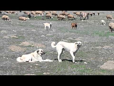 kangal kurt kavgası
