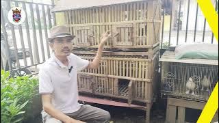 Cara Jodohkan Burung Merpati dan Burung Puter dari Awal Sampai Bertelur 2 Butir