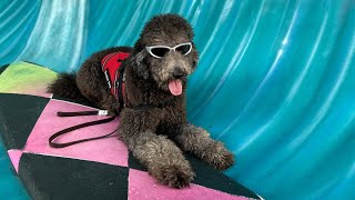 Service Dog Training  Blu the Poodle in Orlando Florida by The K9 Training Academy 120 views 5 months ago 4 minutes, 42 seconds