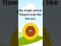sunflower plant