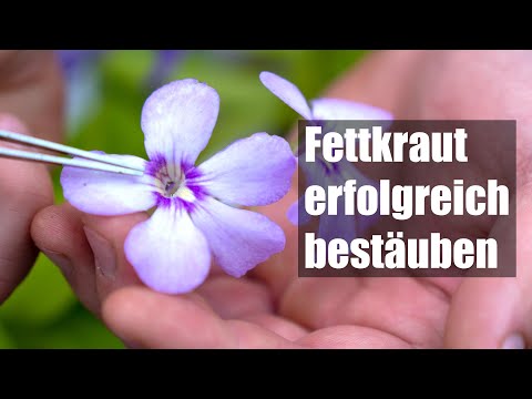 Video: Wie Pinguicula bestäuben?