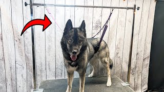 This Belly Strap Keeps Your Dogs On The Grooming Table