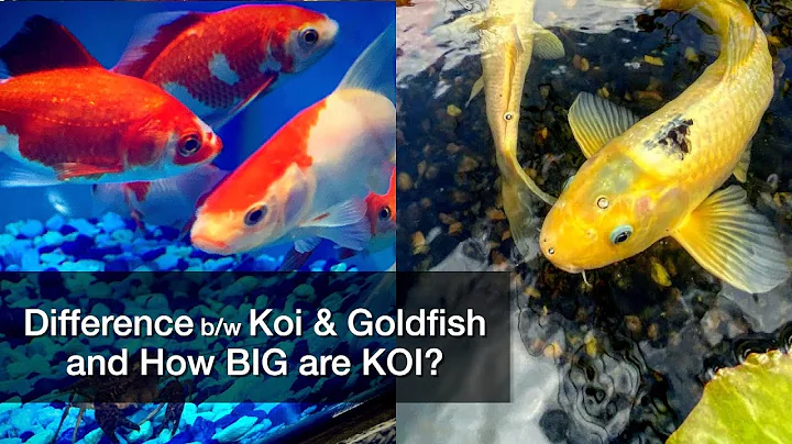 Difference Between Koi and Goldfish & How BIG are Koi Fish?