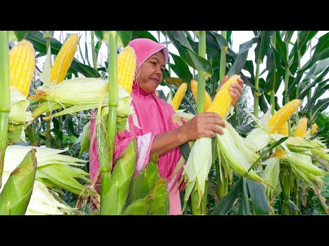Video: Haruskah Anda menanam jagung manis?