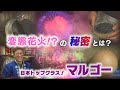 【#長岡花火 】『花火界のマジシャン!マルゴー』 【#変態花火 】