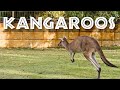 Kangaroo Knowledge Quiz
