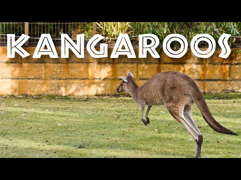 Video: Känguru är Beskrivning, habitat, arter, egenskaper, foton