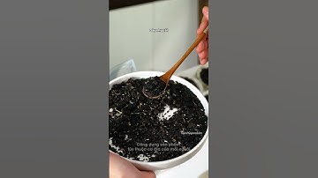 TRÀ NGŨ HẮC PHỤC HỒI DƯỠNG TÓC TỪ BÊN TRONG