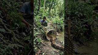 Python Snake Trapped in Indian Jungle! 😱 Will It Escape or Not? 🐍🔥