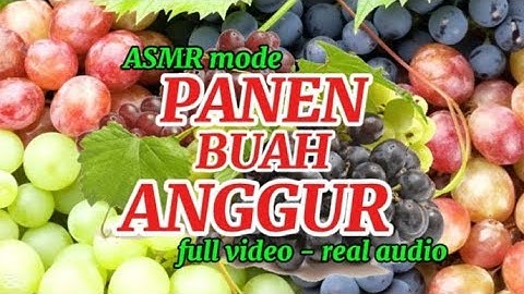 Panen buah anggur di eropa / Grape Harvest in Europe 🇪🇺