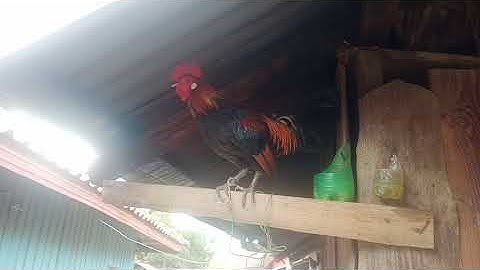 ntsuag qaib qus txuam 2 coob tu zoo nkauj