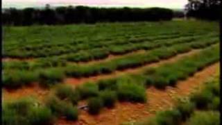 Buchulife - Miracle Herb