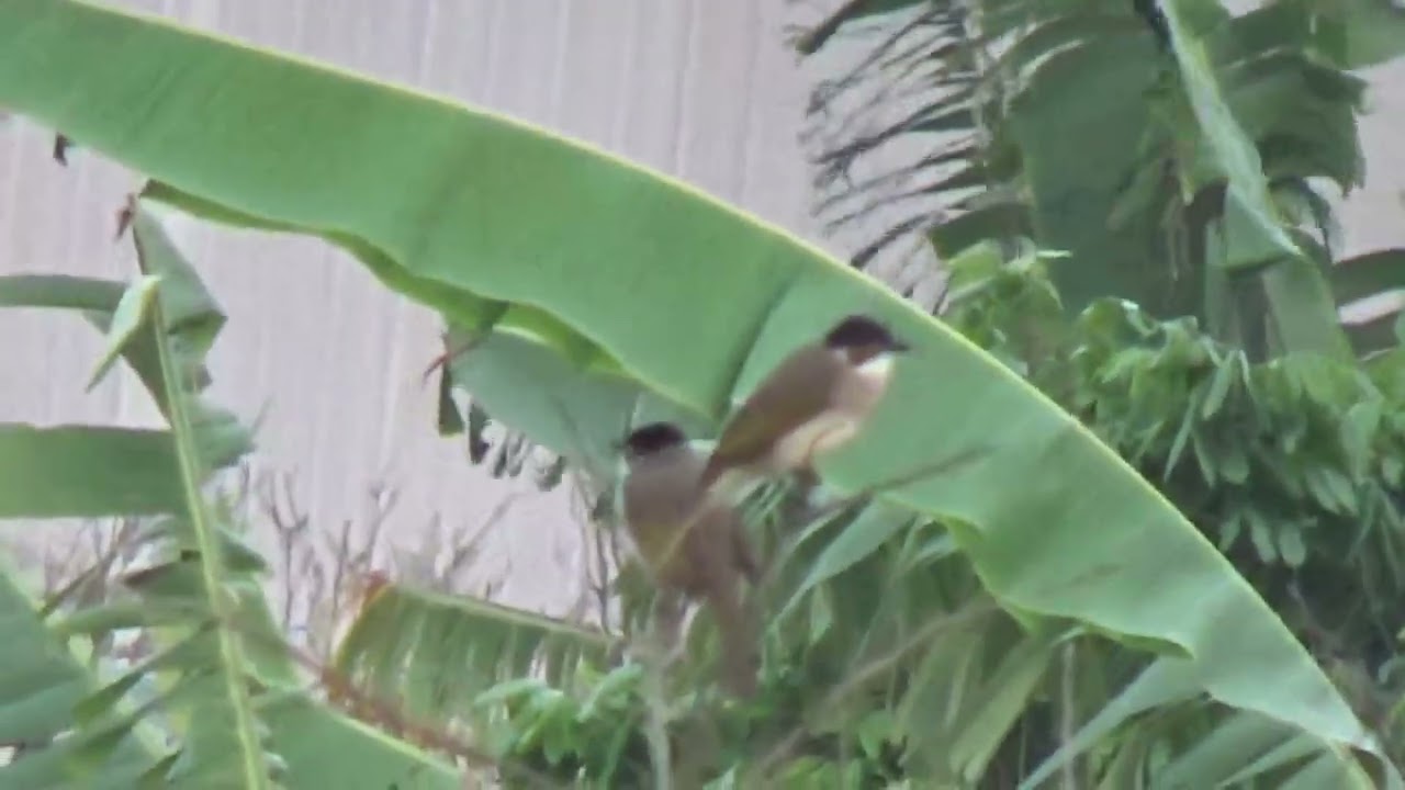 NGÀY NGHỈ TRANH THỦ ĐI QUAY VƯỞN TÁO CỦA NHÀ VÀ ĐÀN CHIM CHÀO TỰ NHIÊN SINH SỐNG.!