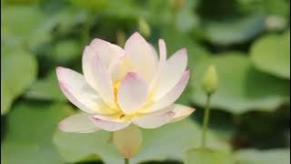 KEINDAHAN BUNGA TERATAI DI TERPA ANGIN SEPOI-SEPOI|VIDEO MENTAHAN NON CR|.